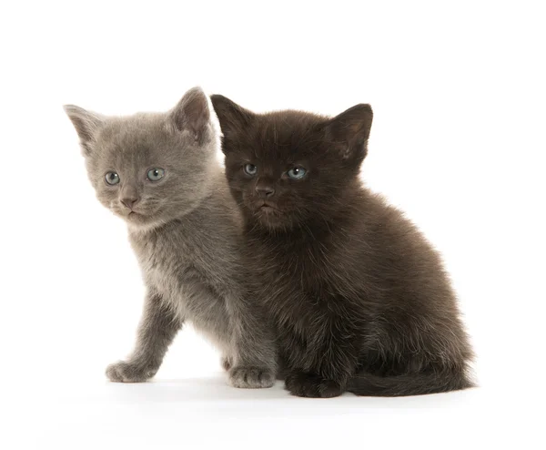 Dva roztomilý koťátka — Stock fotografie
