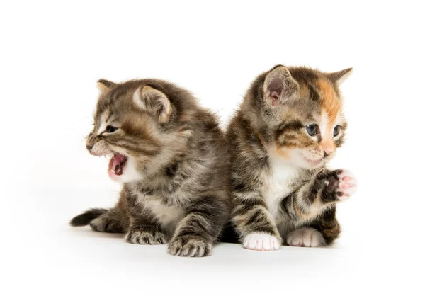 Δύο χαριτωμένα γατάκια — Φωτογραφία Αρχείου