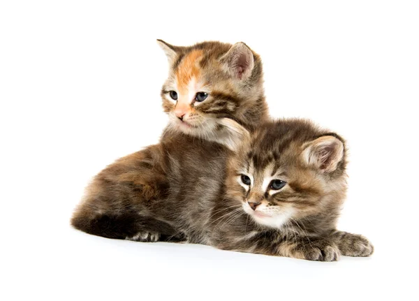 Twee schattige kittens — Stockfoto