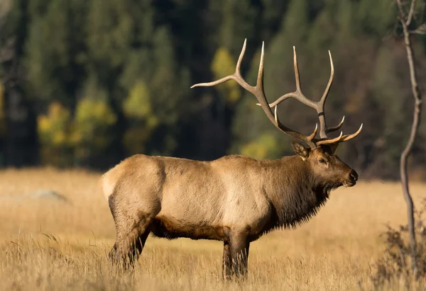 Kuzey Amerika elk — Stok fotoğraf