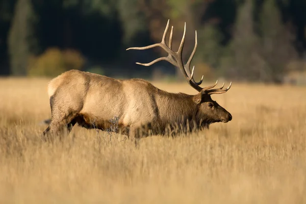 North American elk — Stockfoto