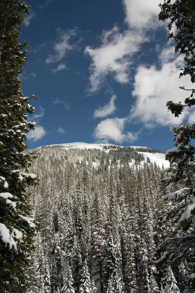 Snow covered trees — Stock Photo, Image