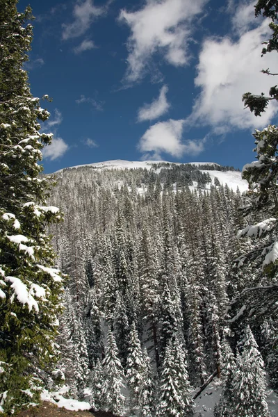 Alberi ricoperti di neve — Foto Stock