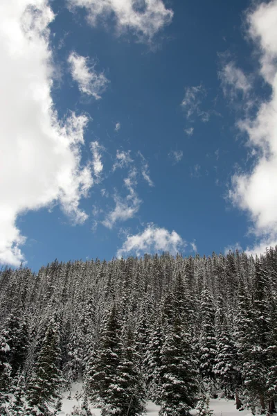 Schneebedeckte Bäume — Stockfoto