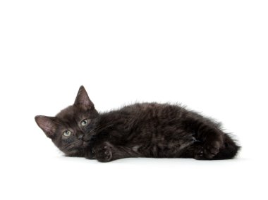 sevimli siyah yavru kedi