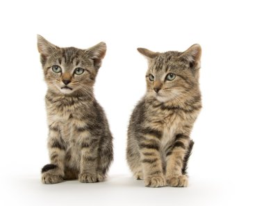 iki tabby yavru kedi