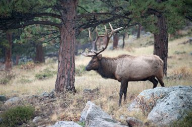 North American elk  clipart
