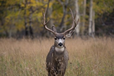 Aspen'de katır geyiği