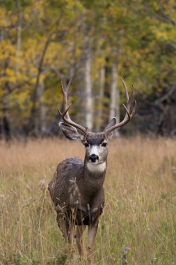 Aspen'de katır geyiği