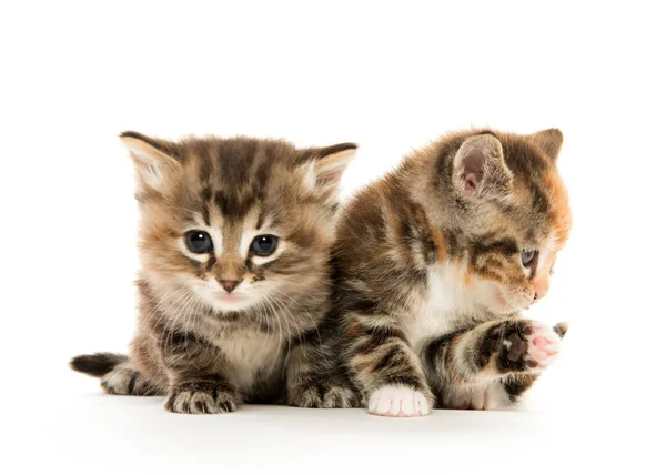 Dwa słodkie kociaki — Zdjęcie stockowe