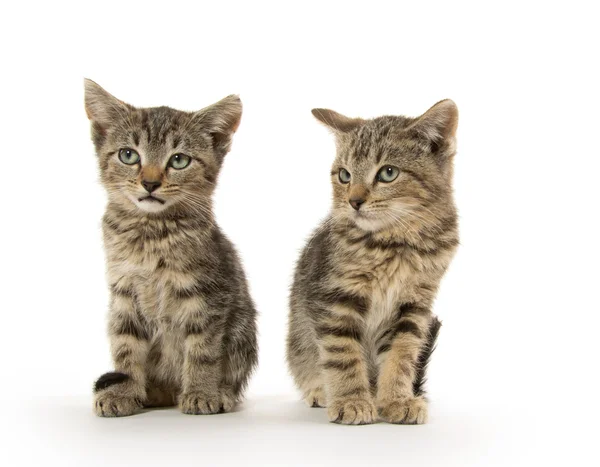 Twee tabby kittens — Stockfoto