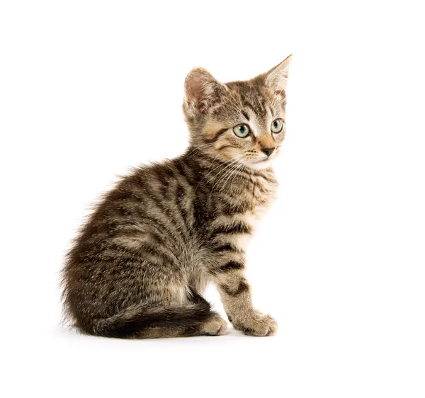 Schattig tabby kiten — Stockfoto