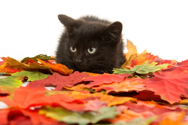 Chaton noir mignon et feuilles — Photo