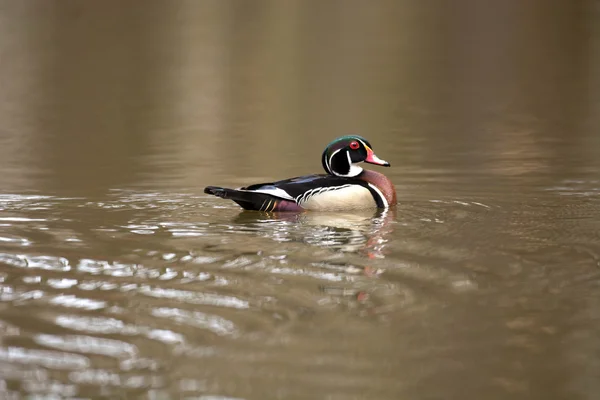 Female and male wood duck — Stock Photo, Image