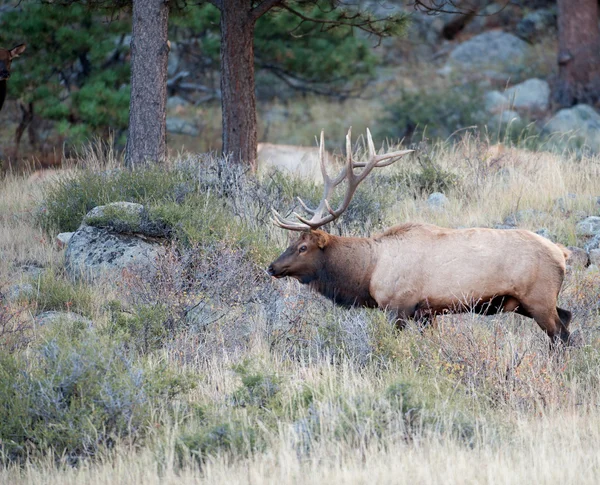 North American elk — Stock Photo, Image