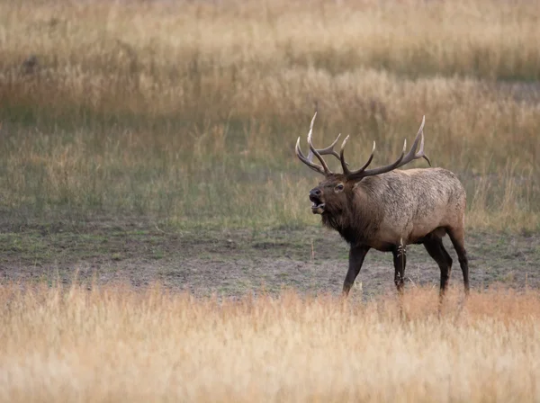 North American elk — Stock Photo, Image