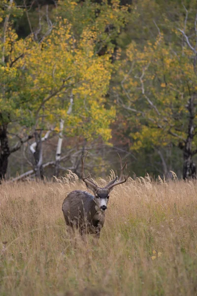 Mule deer in aspen — Stock Photo, Image