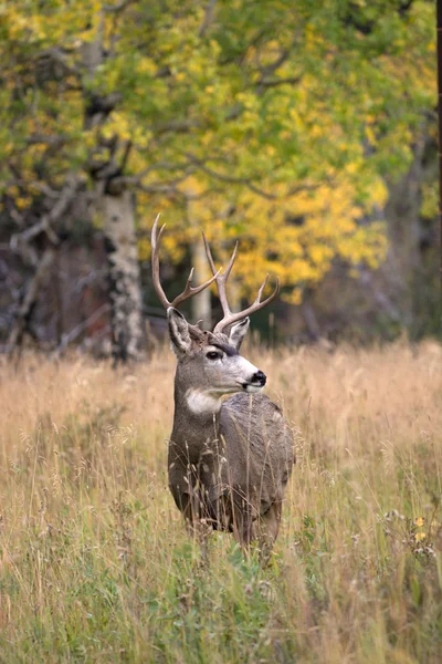 Cerf mulet en tremble — Photo