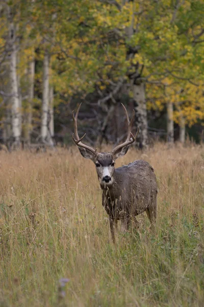 Mule deer in aspen — Stock Photo, Image