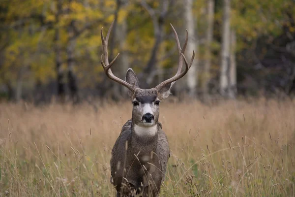 Cerf mulet en tremble — Photo