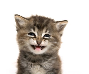 şirin tabby yavru kedi 