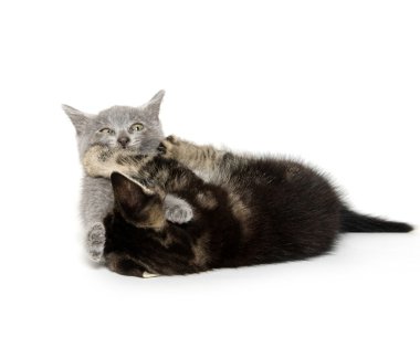 beyaz üzerine iki şirin yavru kedi