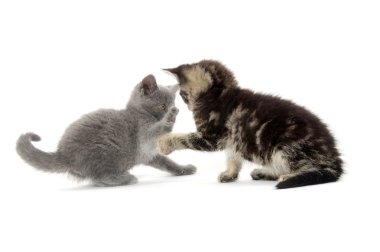 beyaz üzerine iki şirin yavru kedi