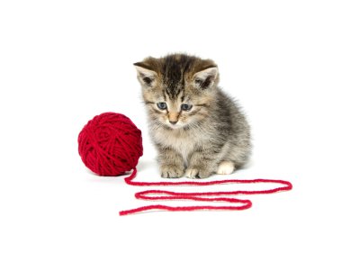 Kırmızı iplik ile şirin tabby yavru kedi
