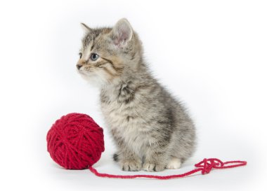 Kırmızı iplik ile şirin tabby yavru kedi