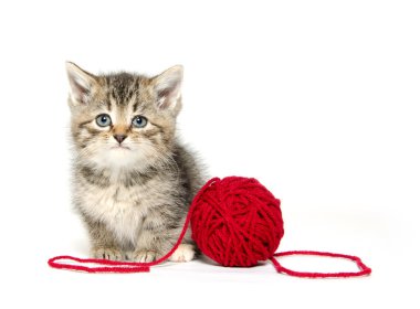 Kırmızı iplik ile şirin tabby yavru kedi