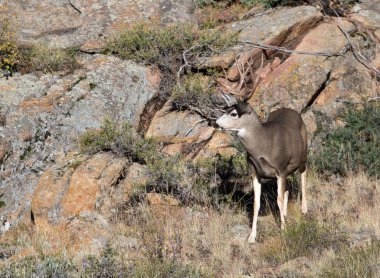 Yamaca katır geyiği