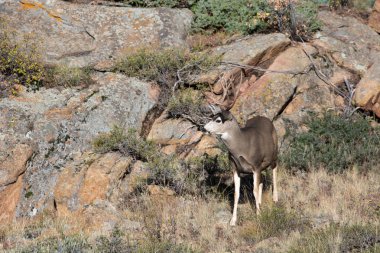 Yamaca katır geyiği