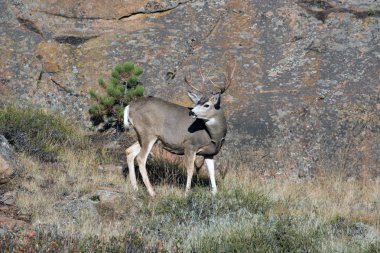 Yamaca katır geyiği