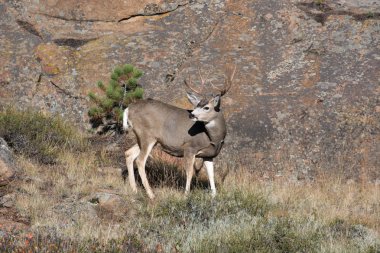 Yamaca katır geyiği