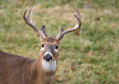 Beyaz kuyruklu Geyik Buck
