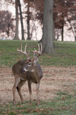 Beyaz kuyruklu Geyik Buck