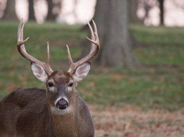 Beyaz kuyruklu Geyik Buck