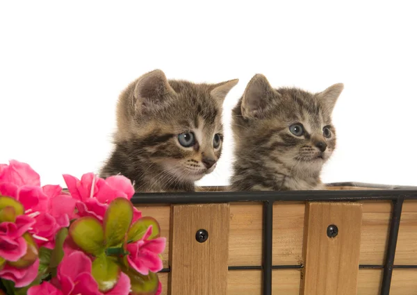Dva roztomilý mourovatá koťátka — Stock fotografie