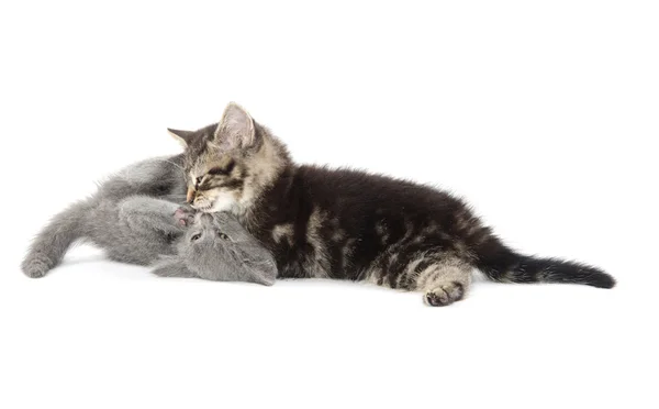 Two cute kittens on white — Stock Photo, Image