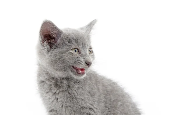 Carino gattino grigio su bianco — Foto Stock