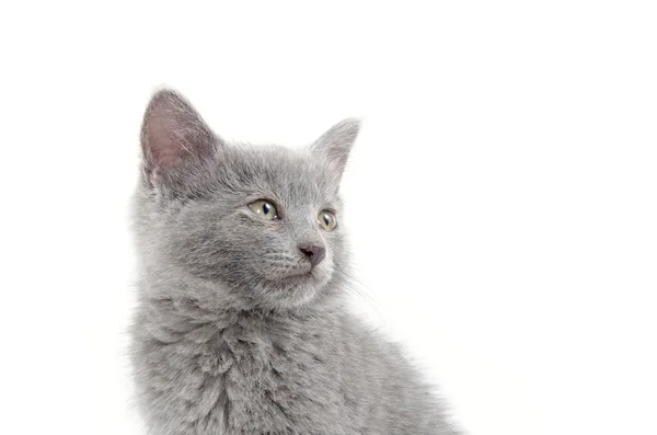 Carino gattino grigio su bianco — Foto Stock