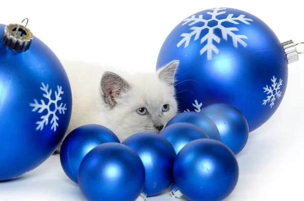 Симпатичные котята и рождественские украшения — стоковое фото