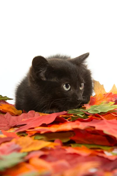 Roztomilé černé kotě a listy — Stock fotografie