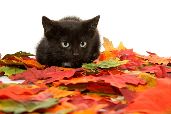 Cute black kitten and leaves — Stock Photo, Image