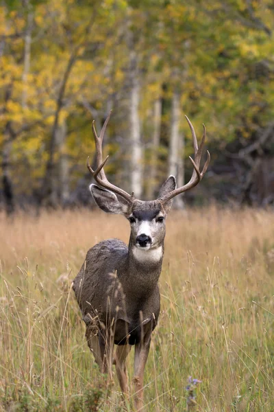 Mule deer in aspen — Stock Photo, Image