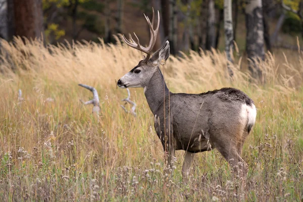 Cerf mulet en tremble — Photo