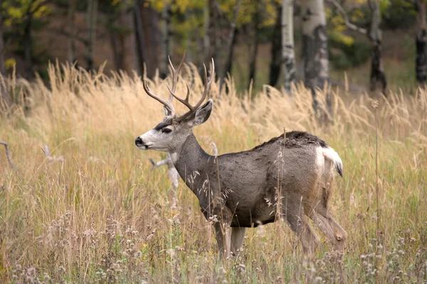 Muildierhert in aspen — Stockfoto