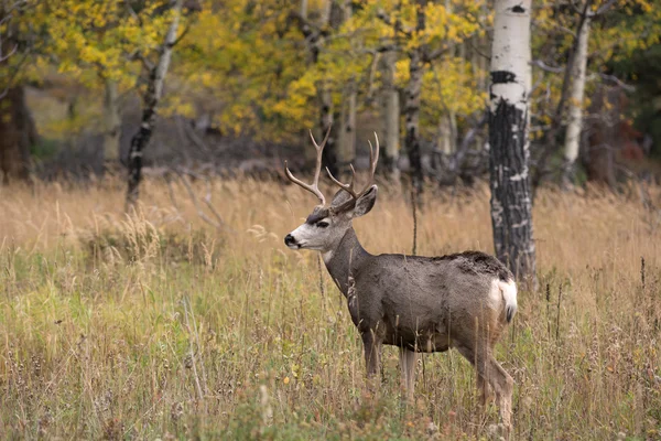 Cerf mulet en tremble — Photo