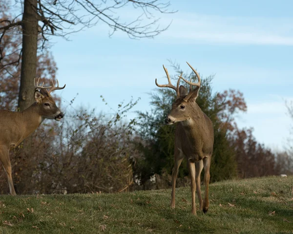 Buck de cerf de Virginie — Photo