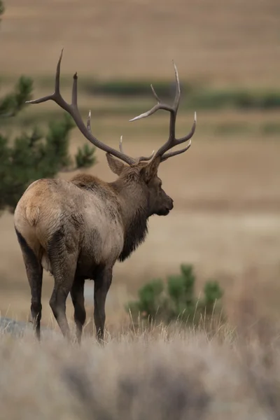 North American elk — Stock fotografie